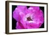 Macro view of the inside of colorful flower-null-Framed Photo