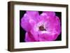 Macro view of the inside of colorful flower-null-Framed Photo