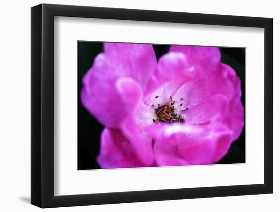 Macro view of the inside of colorful flower-null-Framed Photo