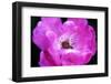 Macro view of the inside of colorful flower-null-Framed Photo