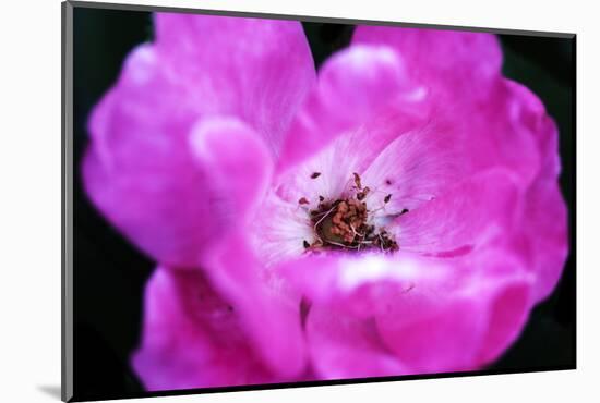 Macro view of the inside of colorful flower-null-Mounted Photo