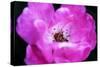 Macro view of the inside of colorful flower-null-Stretched Canvas