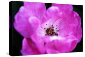 Macro view of the inside of colorful flower-null-Stretched Canvas