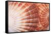 Macro View of Two Seashells Layered-Mark Ross-Framed Stretched Canvas