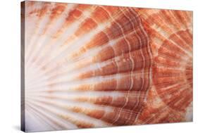 Macro View of Two Seashells Layered-Mark Ross-Stretched Canvas