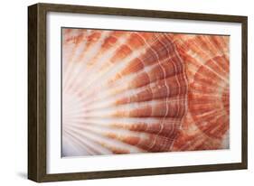 Macro View of Two Seashells Layered-Mark Ross-Framed Photographic Print