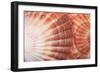 Macro View of Two Seashells Layered-Mark Ross-Framed Photographic Print