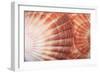 Macro View of Two Seashells Layered-Mark Ross-Framed Photographic Print