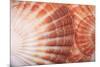 Macro View of Two Seashells Layered-Mark Ross-Mounted Photographic Print