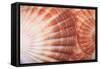 Macro View of Two Seashells Layered-Mark Ross-Framed Stretched Canvas