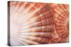 Macro View of Two Seashells Layered-Mark Ross-Stretched Canvas