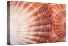 Macro View of Two Seashells Layered-Mark Ross-Stretched Canvas
