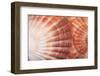 Macro View of Two Seashells Layered-Mark Ross-Framed Photographic Print