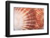 Macro View of Two Seashells Layered-Mark Ross-Framed Photographic Print