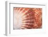 Macro View of Two Seashells Layered-Mark Ross-Framed Photographic Print