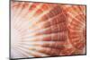 Macro View of Two Seashells Layered-Mark Ross-Mounted Photographic Print