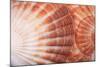 Macro View of Two Seashells Layered-Mark Ross-Mounted Photographic Print