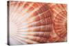 Macro View of Two Seashells Layered-Mark Ross-Stretched Canvas