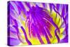 Macro Water Lily Lotus Flower for Pollen-EmoRomance-Stretched Canvas