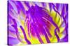 Macro Water Lily Lotus Flower for Pollen-EmoRomance-Stretched Canvas