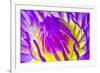 Macro Water Lily Lotus Flower for Pollen-EmoRomance-Framed Photographic Print