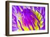 Macro Water Lily Lotus Flower for Pollen-EmoRomance-Framed Photographic Print