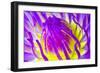 Macro Water Lily Lotus Flower for Pollen-EmoRomance-Framed Photographic Print