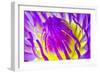 Macro Water Lily Lotus Flower for Pollen-EmoRomance-Framed Photographic Print