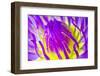 Macro Water Lily Lotus Flower for Pollen-EmoRomance-Framed Photographic Print