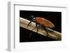 Macrochirus Praetor (Weevil)-Paul Starosta-Framed Photographic Print