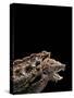 Macroclemys Temminckii (Alligator Snapping Turtle)-Paul Starosta-Stretched Canvas
