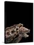 Macroclemys Temminckii (Alligator Snapping Turtle)-Paul Starosta-Stretched Canvas