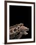 Macroclemys Temminckii (Alligator Snapping Turtle)-Paul Starosta-Framed Photographic Print