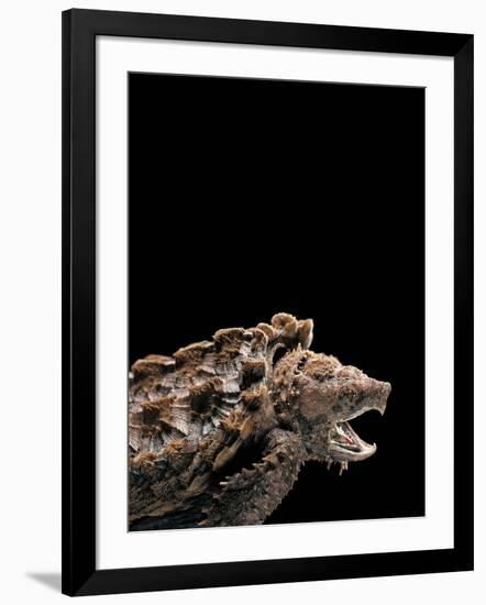 Macroclemys Temminckii (Alligator Snapping Turtle)-Paul Starosta-Framed Photographic Print