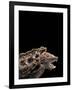 Macroclemys Temminckii (Alligator Snapping Turtle)-Paul Starosta-Framed Photographic Print