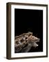 Macroclemys Temminckii (Alligator Snapping Turtle)-Paul Starosta-Framed Photographic Print