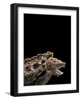 Macroclemys Temminckii (Alligator Snapping Turtle)-Paul Starosta-Framed Photographic Print