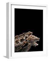 Macroclemys Temminckii (Alligator Snapping Turtle)-Paul Starosta-Framed Photographic Print