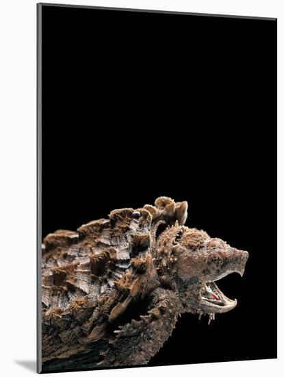 Macroclemys Temminckii (Alligator Snapping Turtle)-Paul Starosta-Mounted Photographic Print
