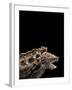 Macroclemys Temminckii (Alligator Snapping Turtle)-Paul Starosta-Framed Photographic Print