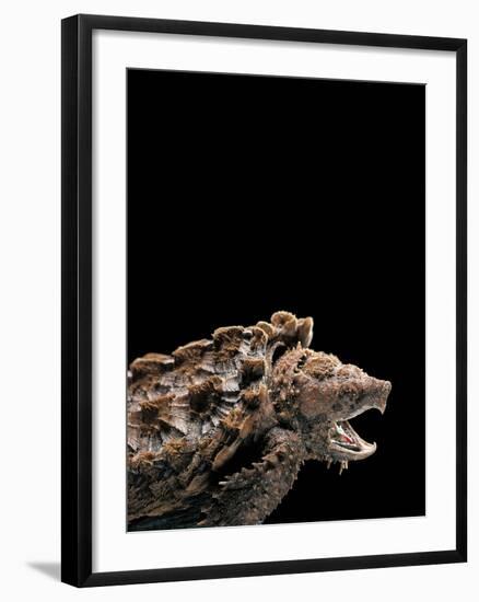 Macroclemys Temminckii (Alligator Snapping Turtle)-Paul Starosta-Framed Photographic Print