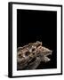 Macroclemys Temminckii (Alligator Snapping Turtle)-Paul Starosta-Framed Photographic Print