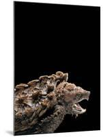 Macroclemys Temminckii (Alligator Snapping Turtle)-Paul Starosta-Mounted Photographic Print