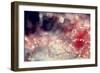 Macrodrops-Incredi-Framed Giclee Print