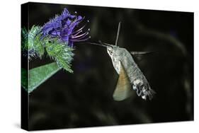 Macroglossum Stellatarum (Hummingbird Hawk-Moth) - Flying and Feeding on Flower Nectar-Paul Starosta-Stretched Canvas