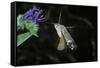 Macroglossum Stellatarum (Hummingbird Hawk-Moth) - Flying and Feeding on Flower Nectar-Paul Starosta-Framed Stretched Canvas