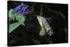 Macroglossum Stellatarum (Hummingbird Hawk-Moth) - Flying and Feeding on Flower Nectar-Paul Starosta-Stretched Canvas