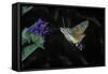 Macroglossum Stellatarum (Hummingbird Hawk-Moth) - Flying and Feeding on Flower Nectar-Paul Starosta-Framed Stretched Canvas