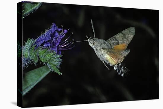 Macroglossum Stellatarum (Hummingbird Hawk-Moth) - Flying and Feeding on Flower Nectar-Paul Starosta-Stretched Canvas