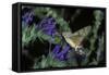 Macroglossum Stellatarum (Hummingbird Hawk-Moth) - Flying and Feeding on Flower Nectar-Paul Starosta-Framed Stretched Canvas